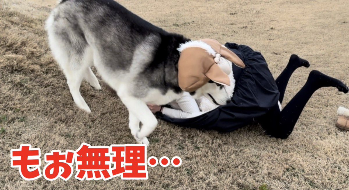 もちごめ兄弟 (@mochigome810) / Posts / X