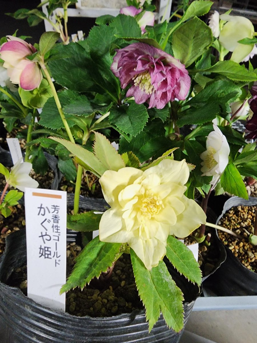 ガーデンセンター瑞穂店】 ～クリスマスローズ入荷情報～ ＃加藤農園