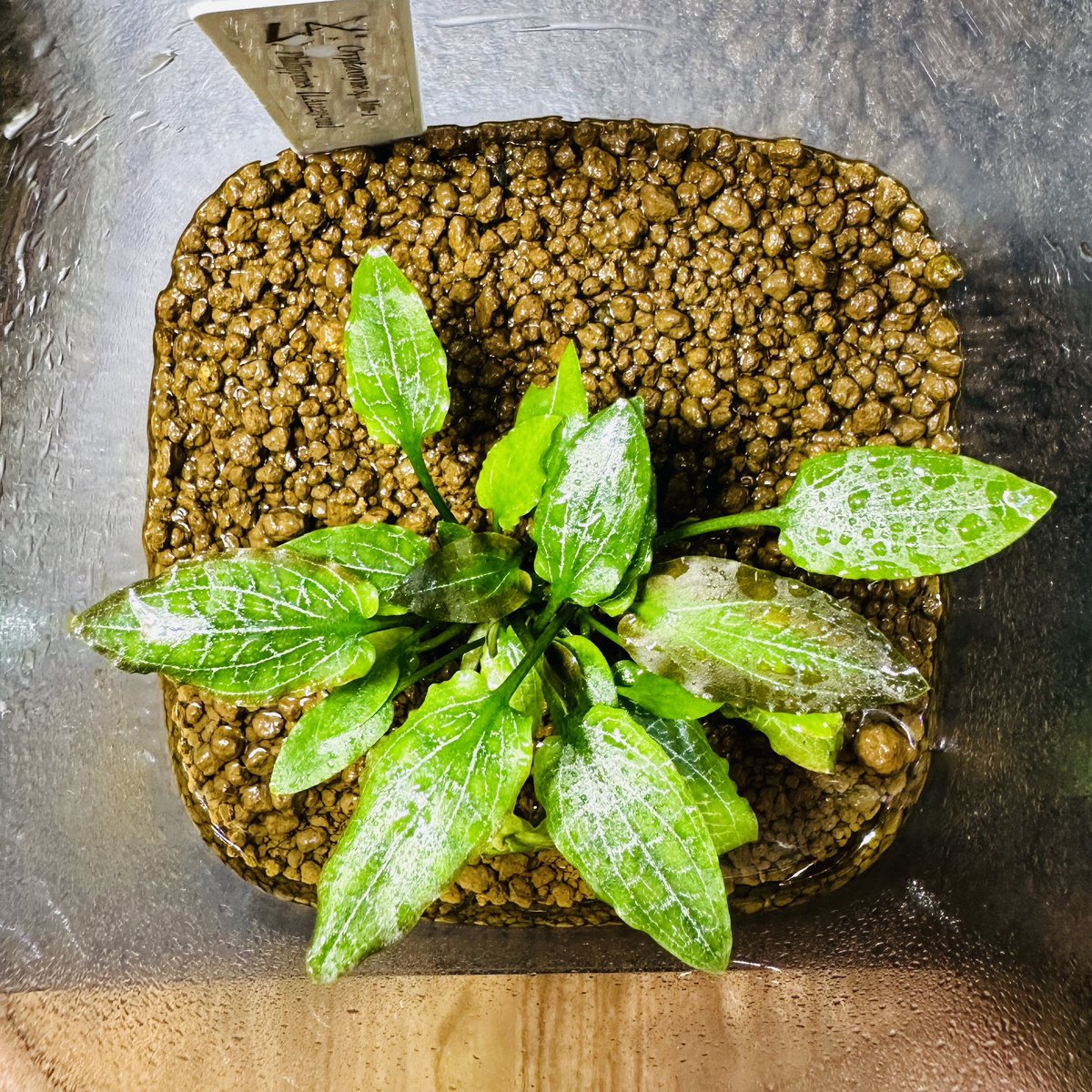 ジュエルクリプトは、水が多め、赤玉系の土で良く育つみたい