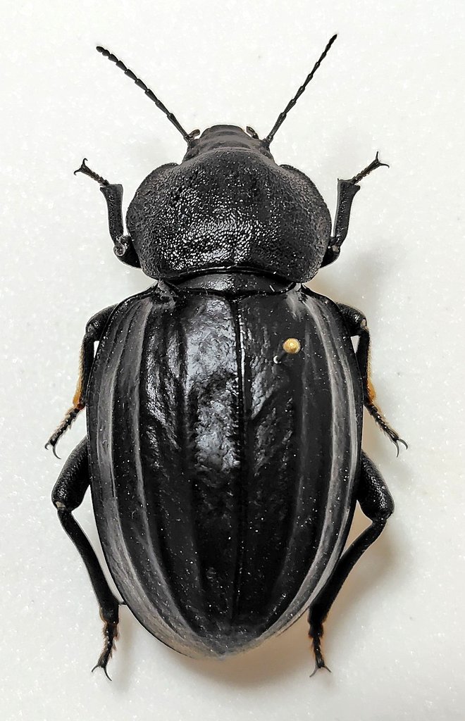 ウズベキスタン産 ゴミムシダマシ 27mm ウズベキスタン産