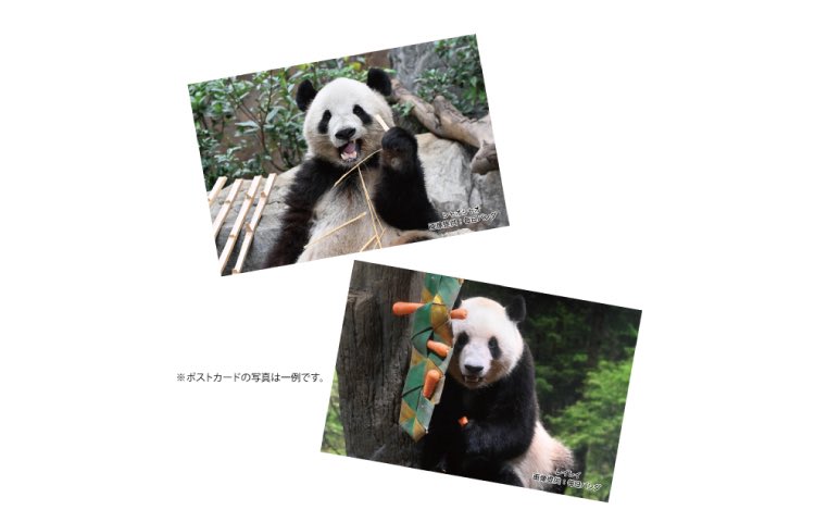 📢大切なお知らせ／ ご好評につき、#ダイスキシャオシャオレイレイ の