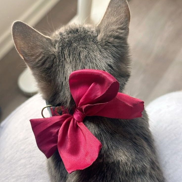 Post by Haru 🌟🩷🌻(20⬆) on X: 😂