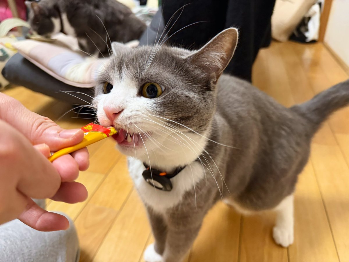 わがやのねこ (@neko_wagaya) / Posts / X