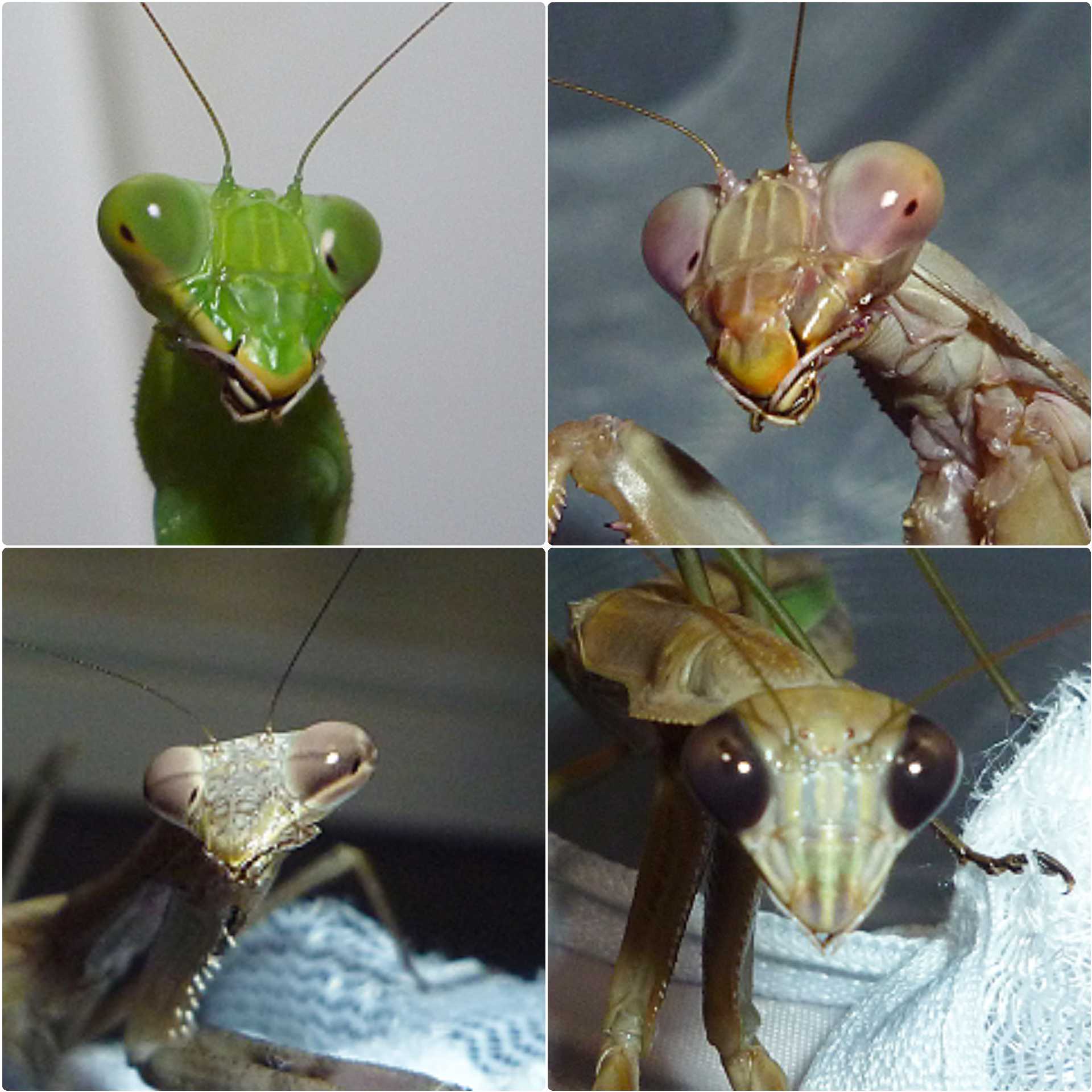 カマキリ 複眼の経過〜他〜 - ✦ むし ぶろぐ ✦