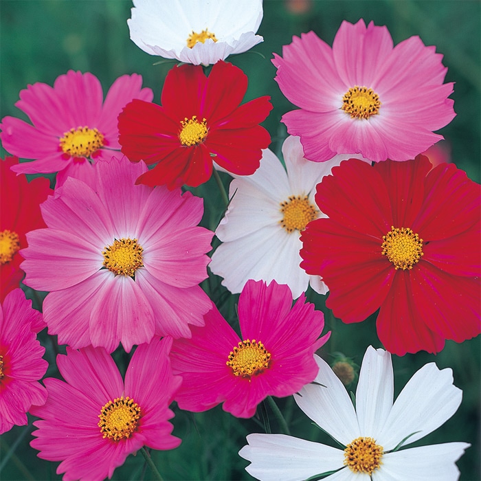コスモス アーリー ミックス｜種（タネ）,球根,苗,資材,ガーデニング