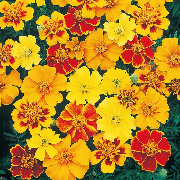 マリーゴールド 一重咲き 混合（ディスコ ミックス）｜種（タネ）,球根