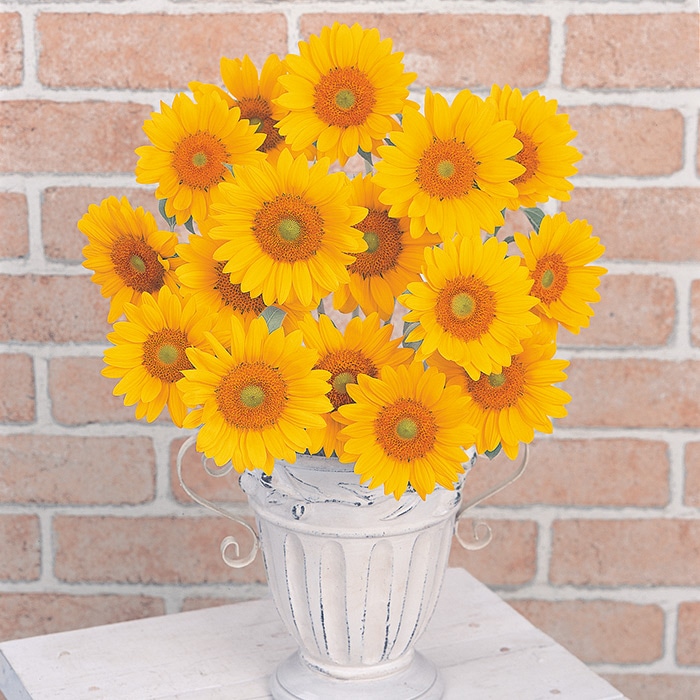 ヒマワリ ビンセント(R) (2型) クリアオレンジ DMR｜種（タネ）,球根