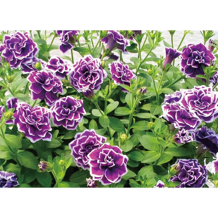 ペチュニア 花衣 藍染｜種（タネ）,球根,苗,資材,ガーデニンググッズの
