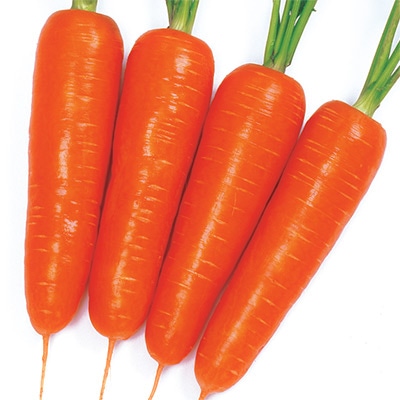 ニンジン 濱自慢｜種（タネ）,球根,苗,資材,ガーデニンググッズの通販