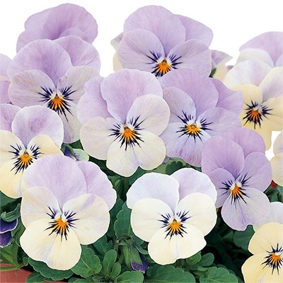 ビオラ ピエナ(R) ラベンダーマジック｜種（タネ）,球根,苗,資材