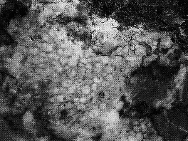 城川町の化石データベース2 主な化石の解説−ハチノスサンゴ