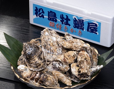 松島牡蠣の菊池水産 「生食用 生鮮 殻付き牡蠣」 宮城県産 3kg (目安約