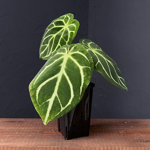 楽天市場】アンスリウム ミシェル Anthurium Michelle by Docblock