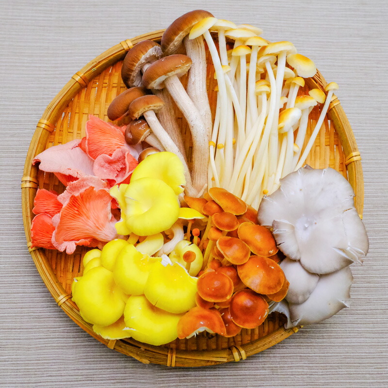 楽天市場】新鮮生きのこセット 6種類セット 長野県須坂市産 希少