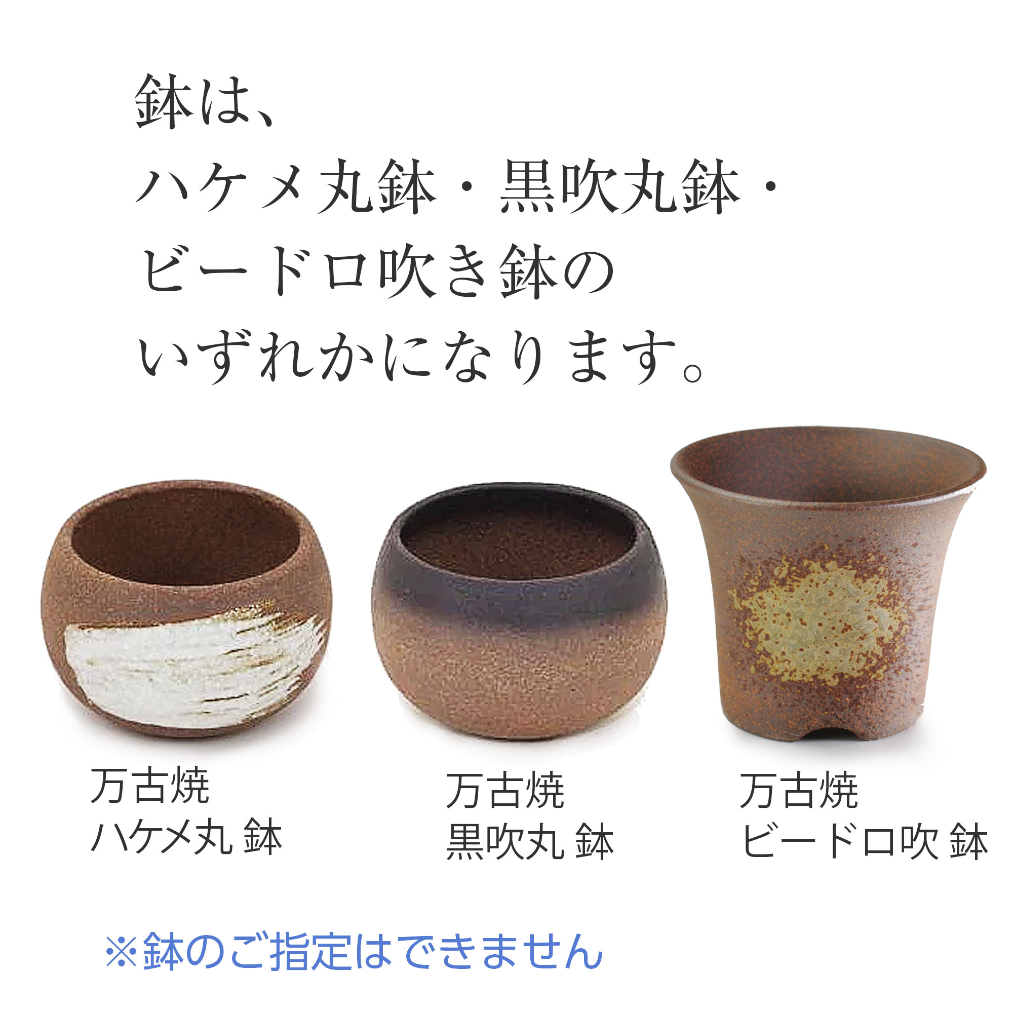 山もみじ ハケメ丸鉢 鉢 紅葉のミニ盆栽 秋 四季 季節 ギフト 盆栽