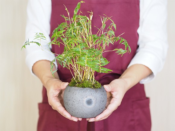 鳳凰竹の寄せ植え ミニ盆栽 : 盆栽妙 ヤフー店 - 通販 - Yahoo