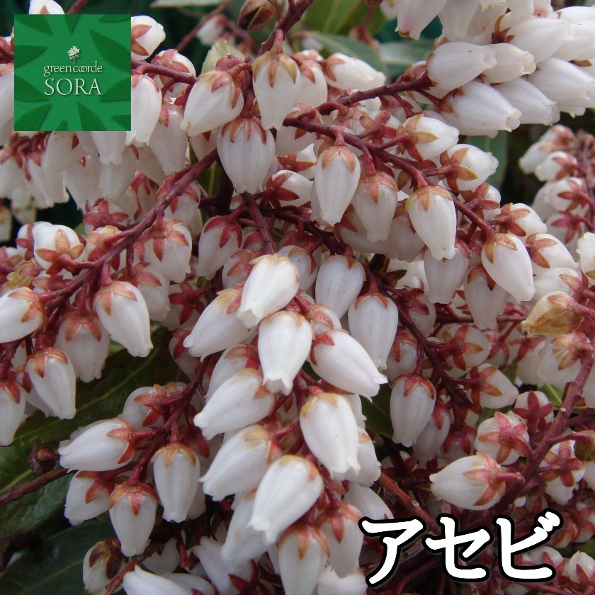 アセビ H400〜600mm 鉢底より 植木 苗 : SORA - 通販 - Yahoo