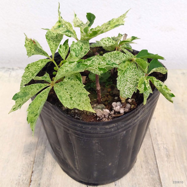 草花の苗 ヘンリーヅタ斑入り3号ポット* : 園芸ネット - 通販 - Yahoo