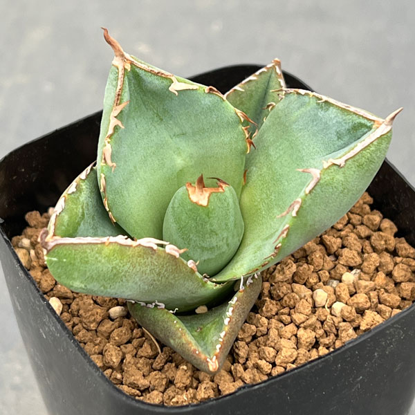 観葉植物 アガベ ジャガーノート 3.5号鉢植え : 園芸ネット - 通販