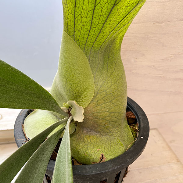 観葉植物 （わけあり特価）ビカクシダ（コウモリラン） ウィリンキー