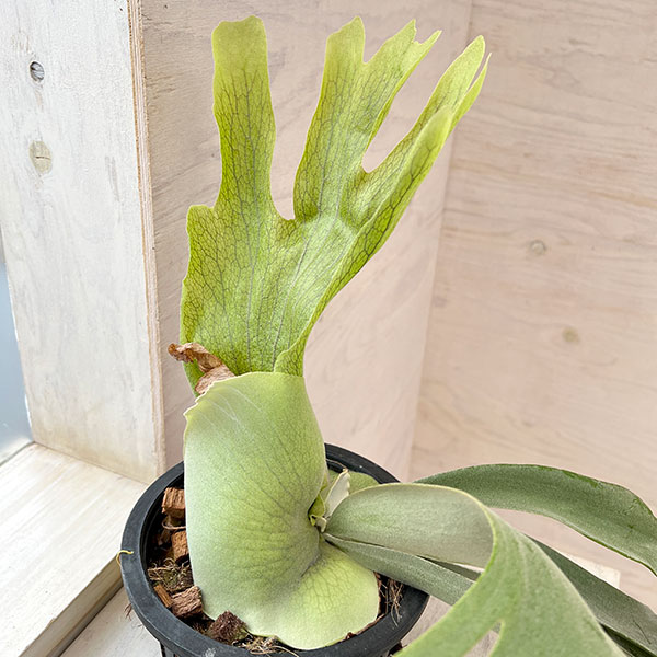 観葉植物 （わけあり特価）ビカクシダ（コウモリラン） ウィリンキー