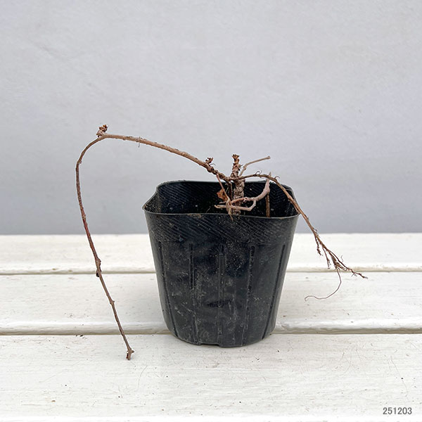 草花の苗 ナツヅタ3号ポット : 園芸ネット - 通販 - Yahoo!ショッピング