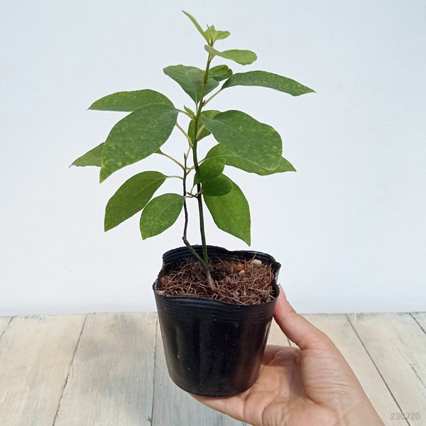 花木 庭木の苗 クロモジ（黒文字） 3.5号ポット : 園芸ネット - 通販