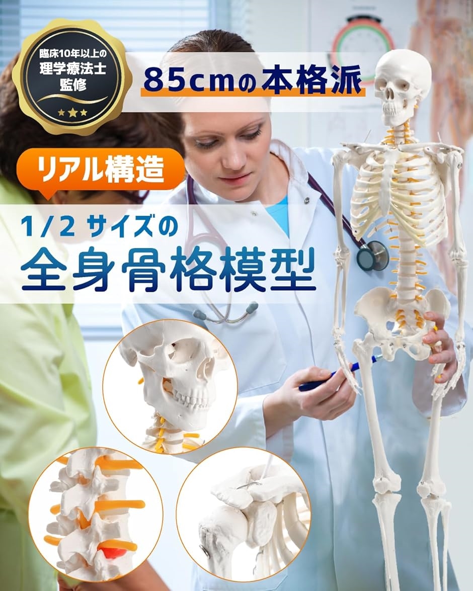 KIYOMARU リアルで再現性の高い1/2サイズの全身骨格模型 人体模型 骨