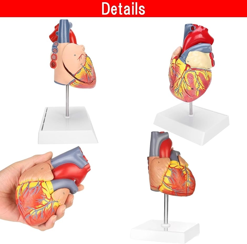 心臓模型 1:1 実物大 心臓標本 立体 解剖モデル 人体模型 構造 医学