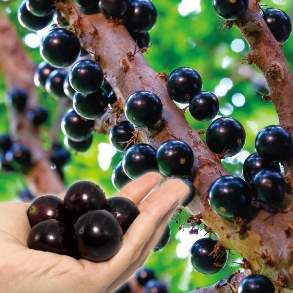 ジャボチカバのおすすめ人気商品一覧 通販 - Yahoo!ショッピング