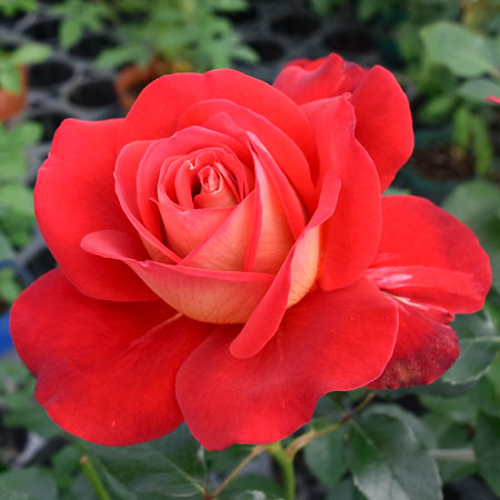 希望 ｜バラ苗の通販の篠宮バラ園