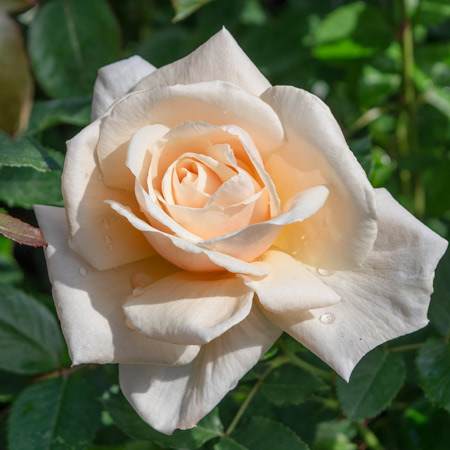 ホワイト マスターピース ｜バラ苗の通販の篠宮バラ園