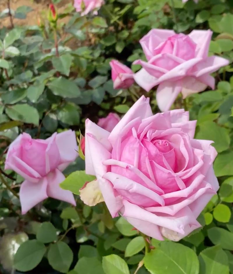 ラ フランス ｜バラ苗の通販の篠宮バラ園