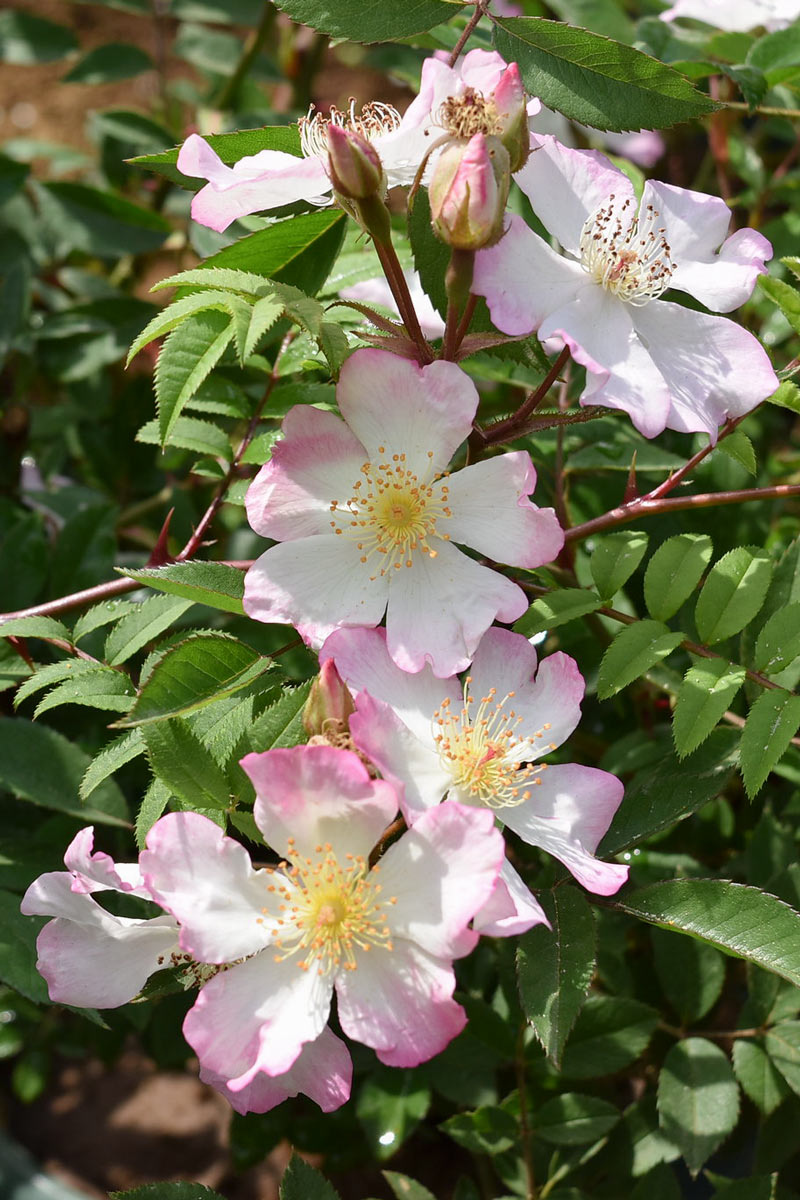 さくらいばら ｜バラ苗の通販の篠宮バラ園