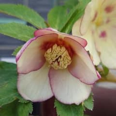 な*ず様 クリスマスローズ 大木ナーセリー Fuojita(フジタ