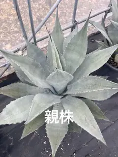 2026年最新】シュリベイマタペンシスの人気アイテム - メルカリ