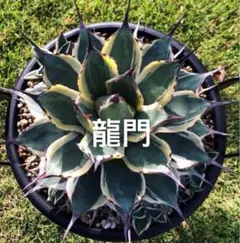 2026年最新】吉祥天錦の人気アイテム - メルカリ