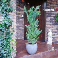 2026年最新】アカシアブルーブッシュの人気アイテム - メルカリ