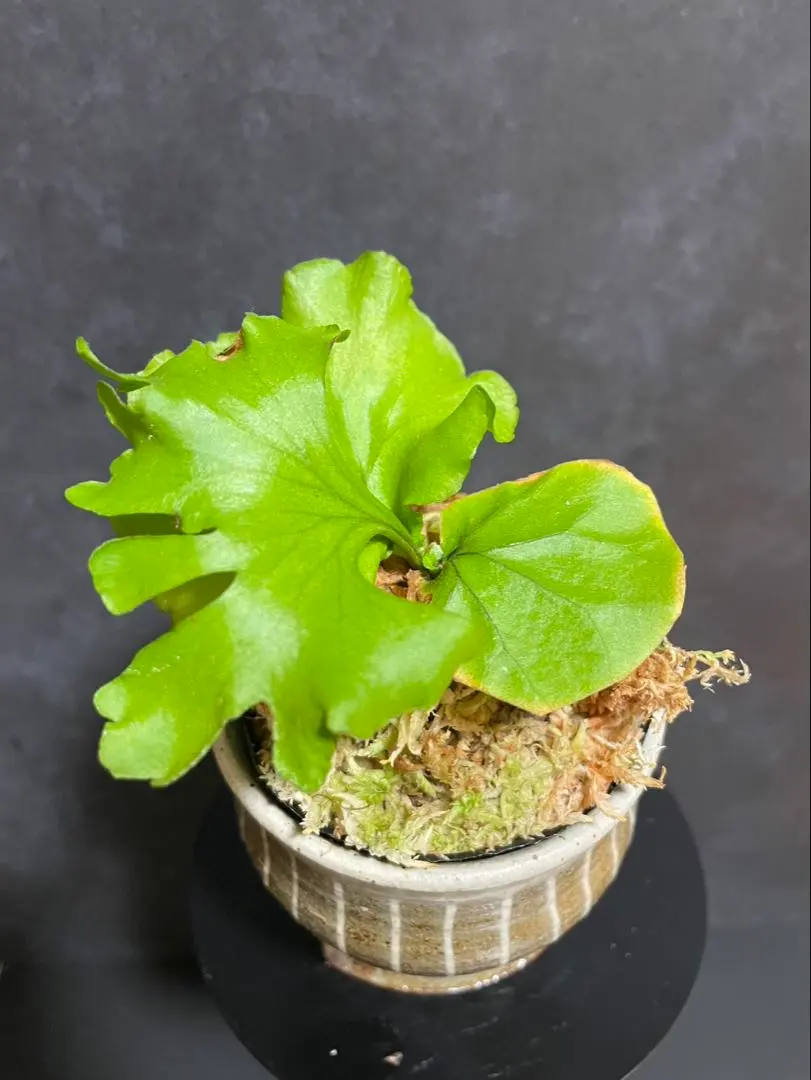 2026年最新】モンキーキング ビカクシダの人気アイテム - メルカリ