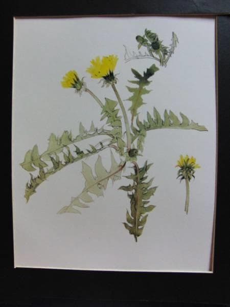 志村立美、希少な大判額装用画集より、状態良好、新品額装付