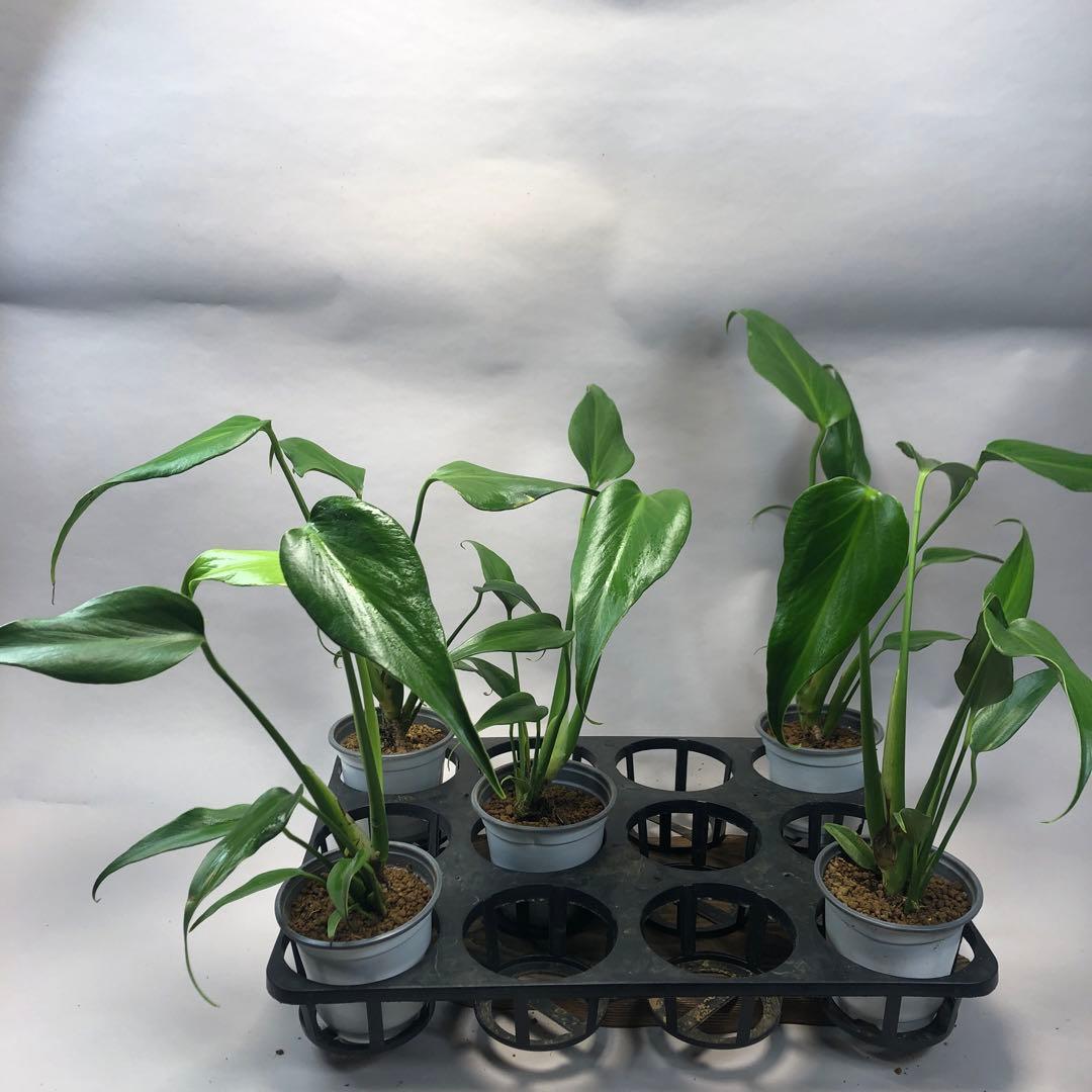 お*ぶ様 5株セットms56モンステラ バールマルクスフレーム