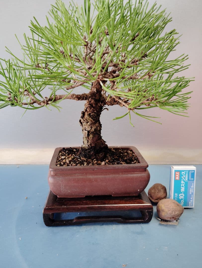 黒松盆栽　小品盆栽　ミニ盆栽　直幹仕立て　鉢（中国新渡）　古木 お好きな化粧砂からお選びください。縁起物【黒松盆栽 くらま鉢 鶴亀