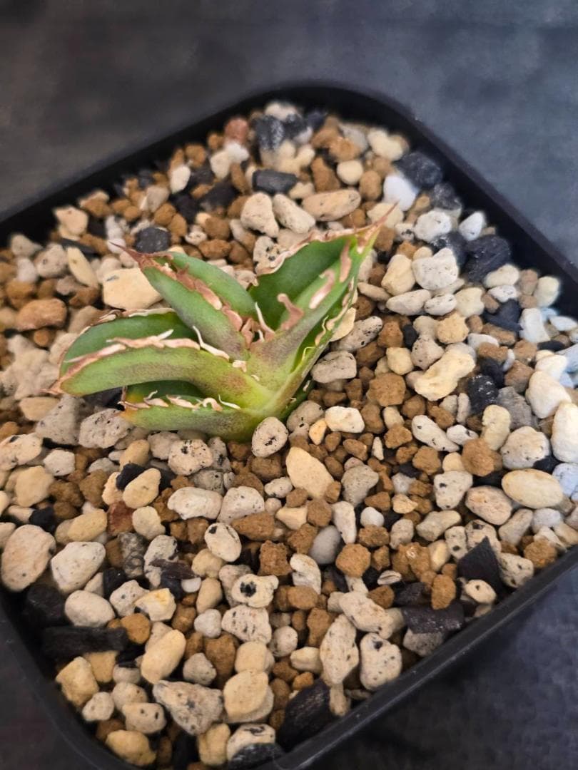 Agave IVORY W.A3 　子株　発根済　訳アリ格安注意事項 Agave IVORY W.A3 子株 発根済 訳アリ格安注意事項 Agave IVORY W.A3