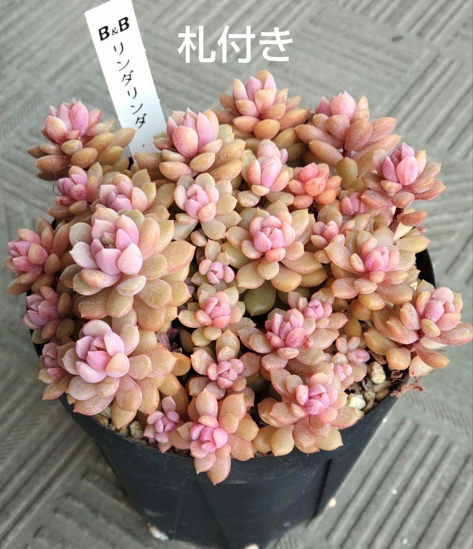 レ*ン様 リンダリンダ　札付き　群生鉢　ぼのぼのさん苗　抜き苗