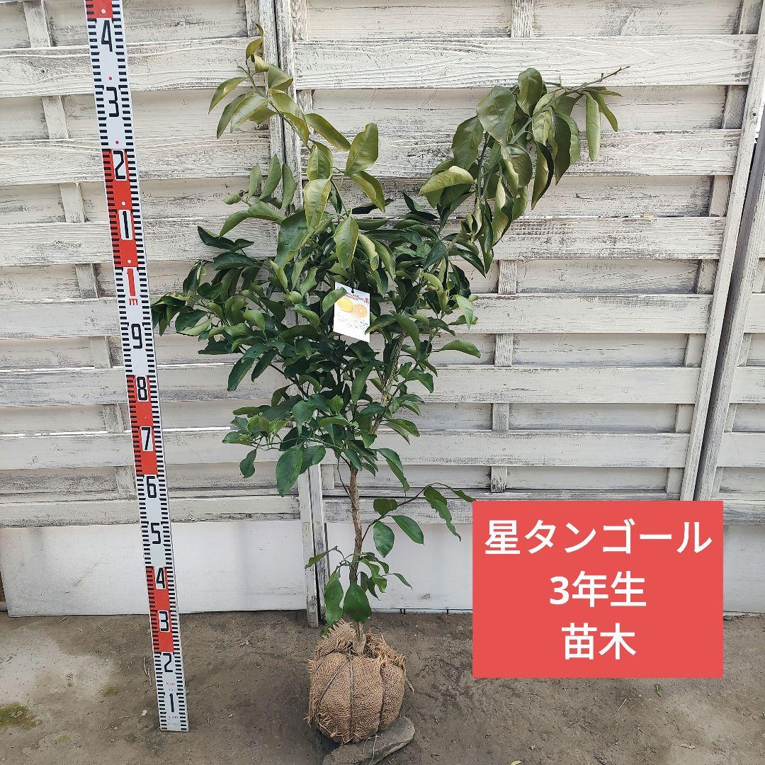 沙耶さま専用出品 星タンゴール3年生 苗木