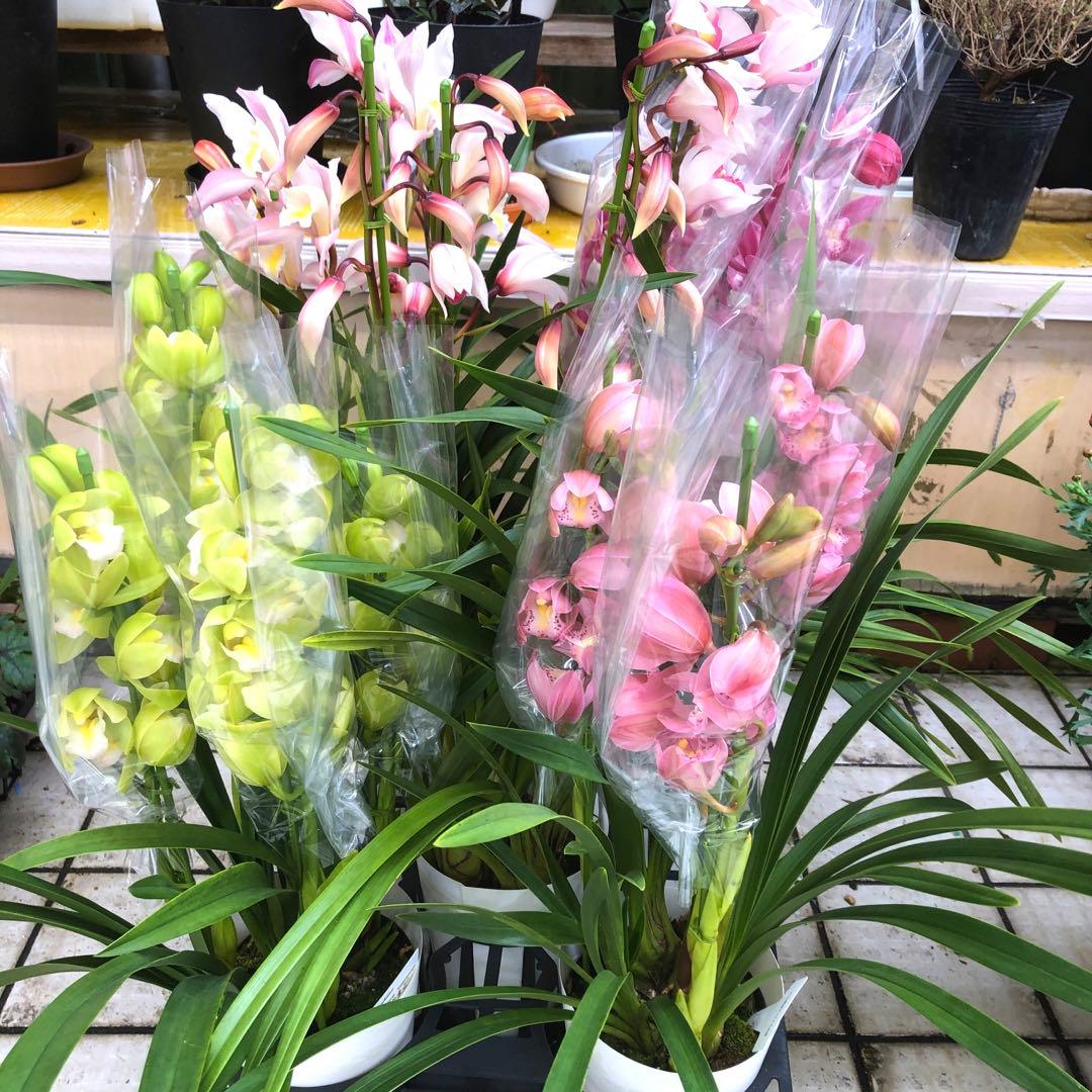 特価(^^)テーブルシンビジューム　5鉢セット　石田洋蘭オリジナル品種　お買い得 高知県 石田蘭園 テーブルシンビジウム（ピンク系） | 花・花束を贈る