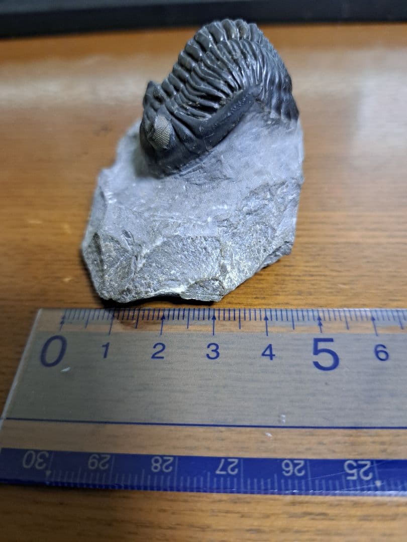 三葉虫 ホラドプス メソクリスタータ 化石 ホラドプスT30｜恐竜・化石グッズの専門店 ふぉっしる