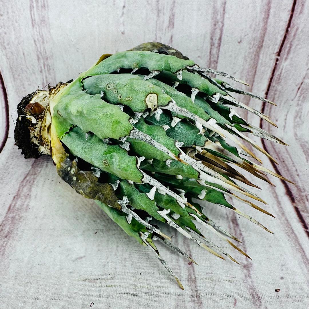 9 アガベ ユタエンシス エボリスピナ