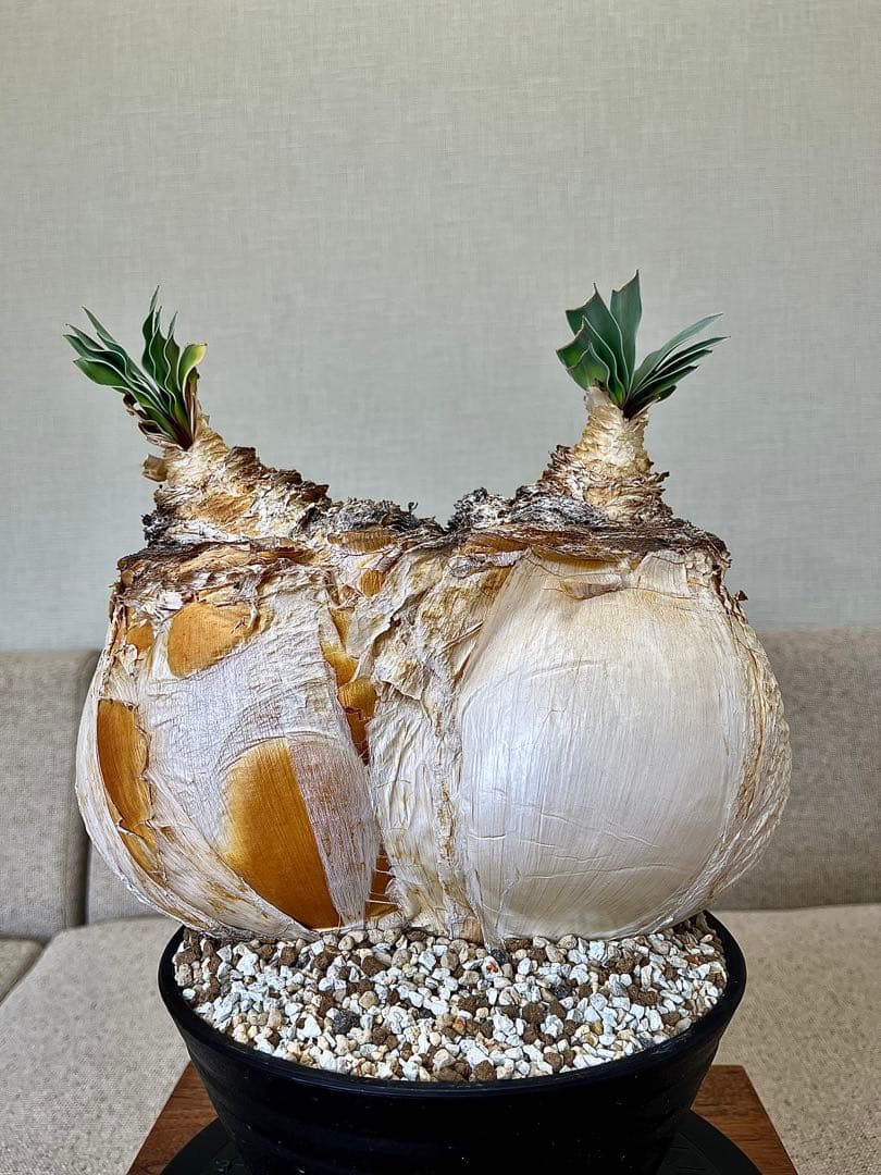 ブーファン ハエマンソイデス ダブル 大株 休眠明け fit=scale-down,w=1200