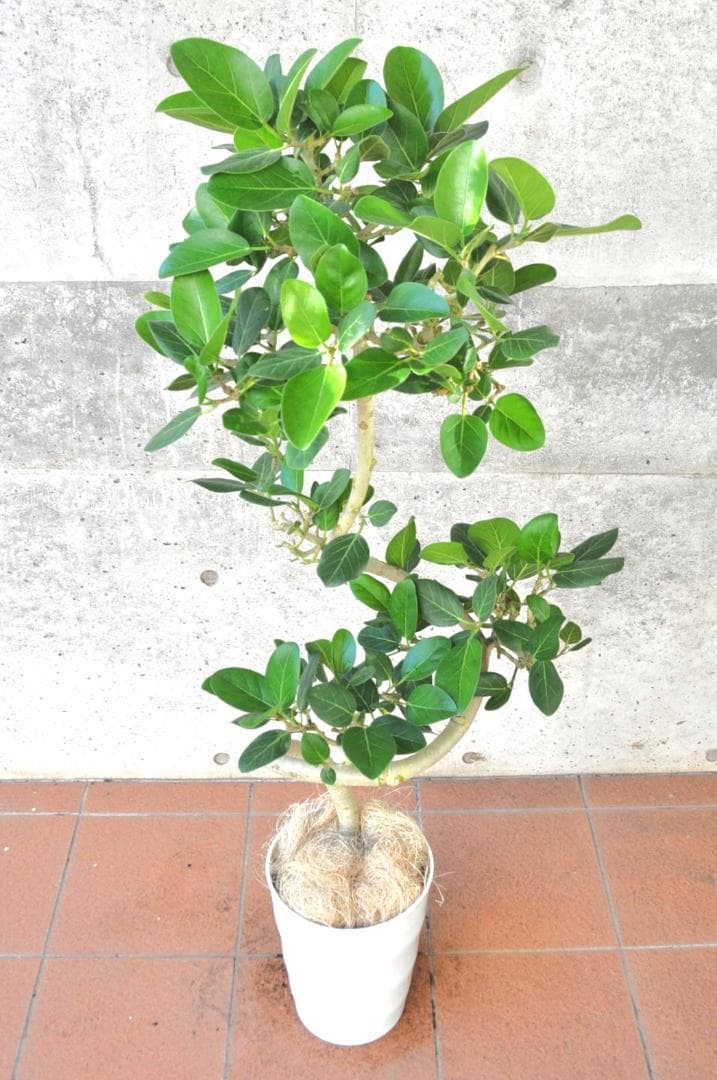 フィカス ベンガレンシス ８号137cm Spiral tree form